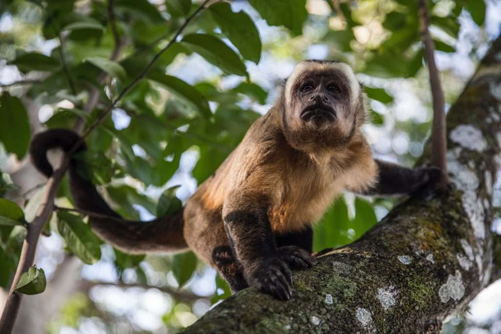 Capuchin friar the origin of coffee cappuccino